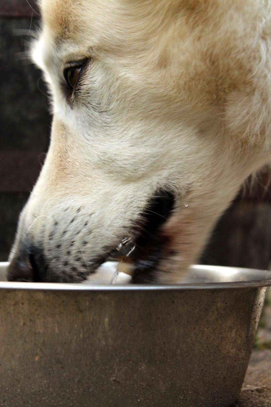 Hvid schæfer Niki billede 21