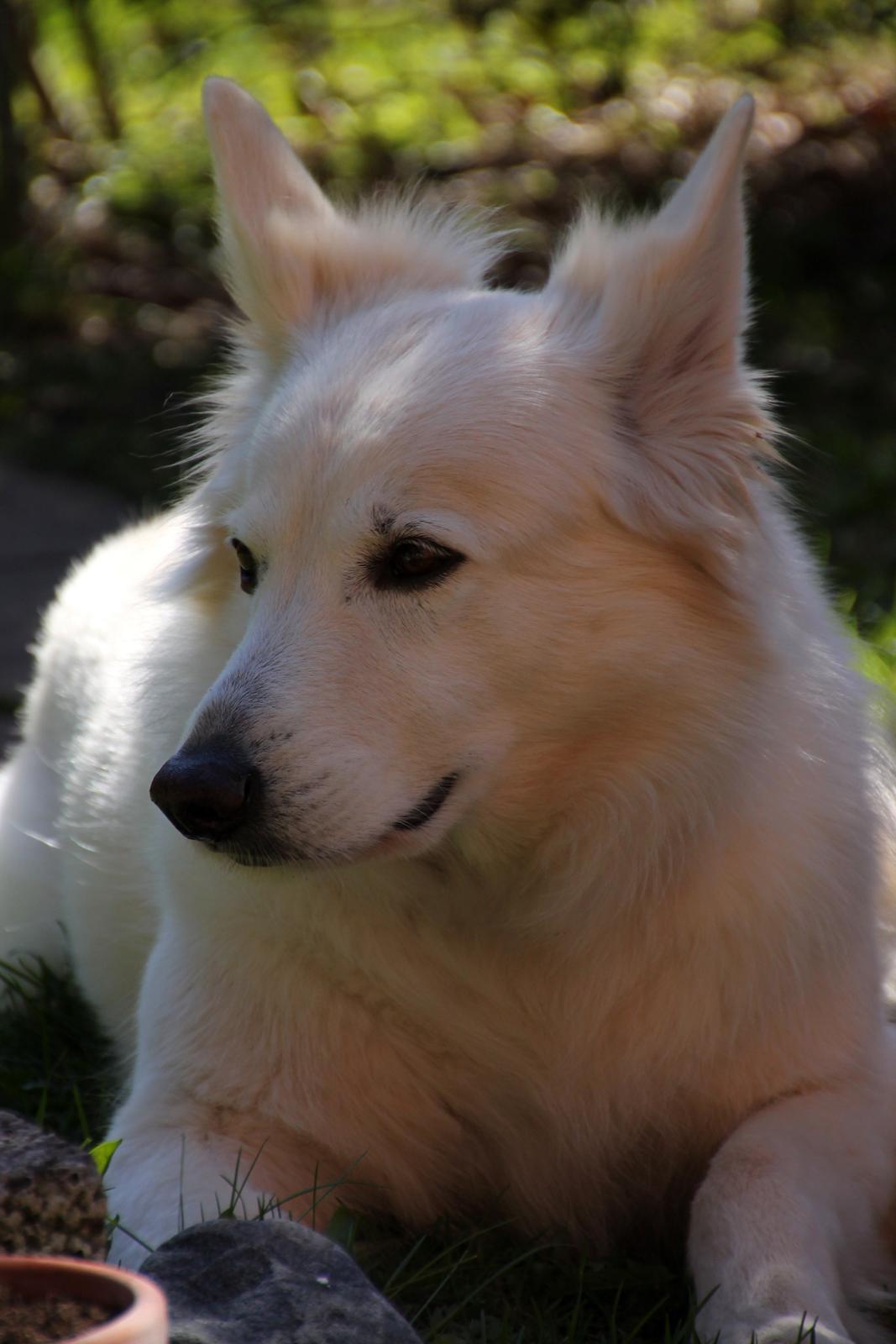 Hvid schæfer Niki billede 23