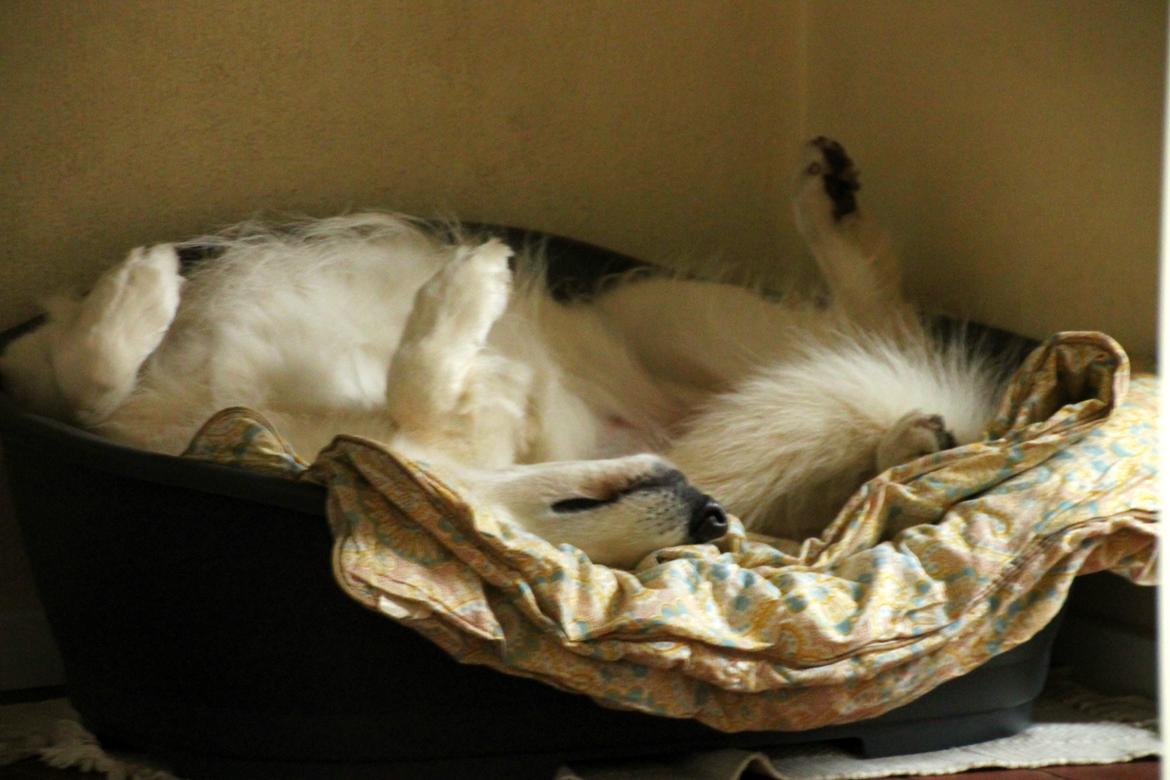 Hvid schæfer Niki billede 37