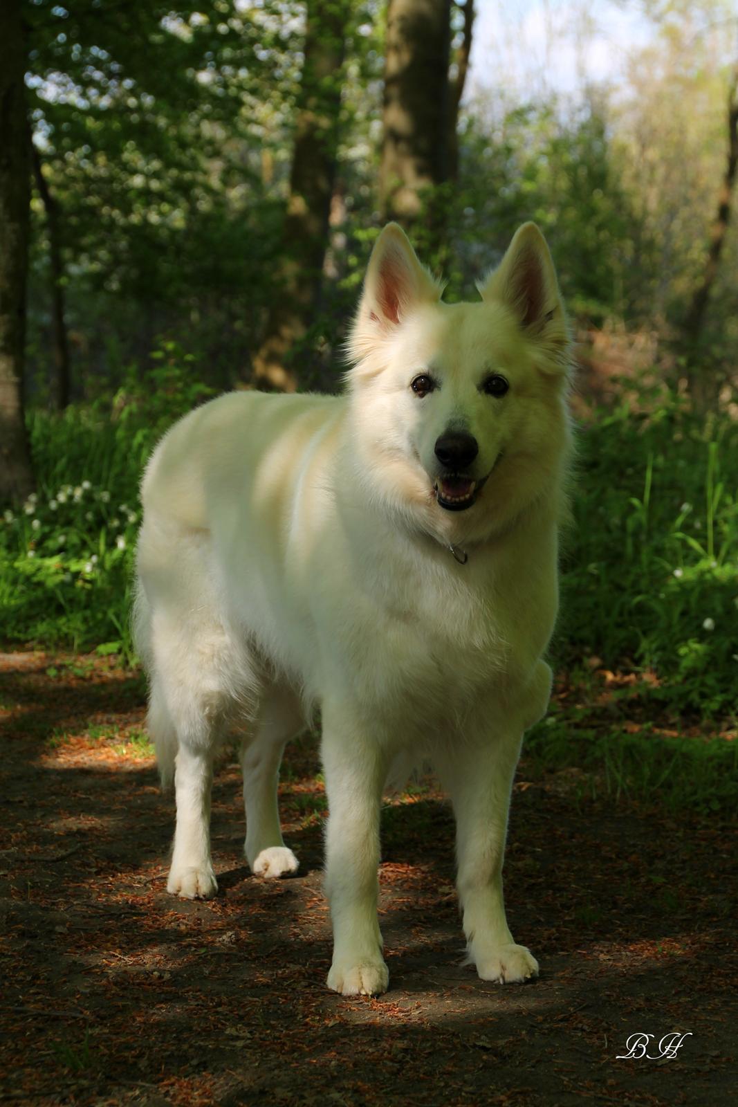 Hvid schæfer Niki billede 12