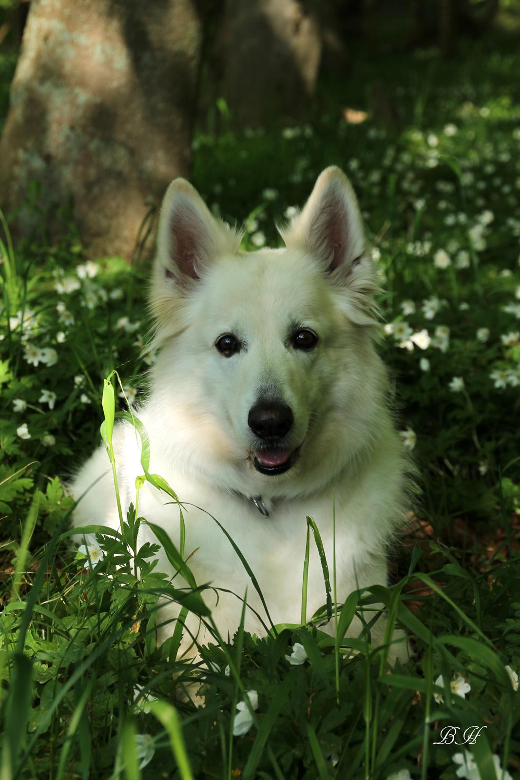 Hvid schæfer Niki billede 35