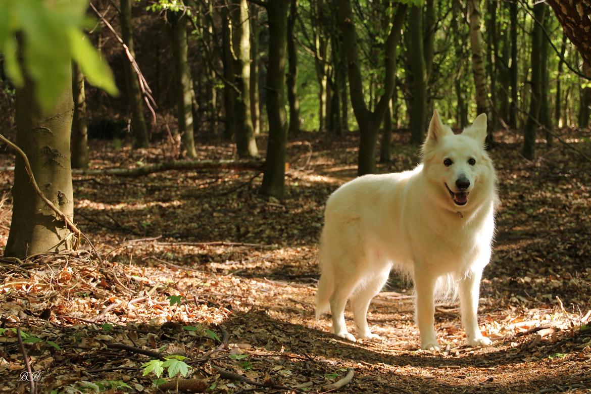 Hvid schæfer Niki billede 22