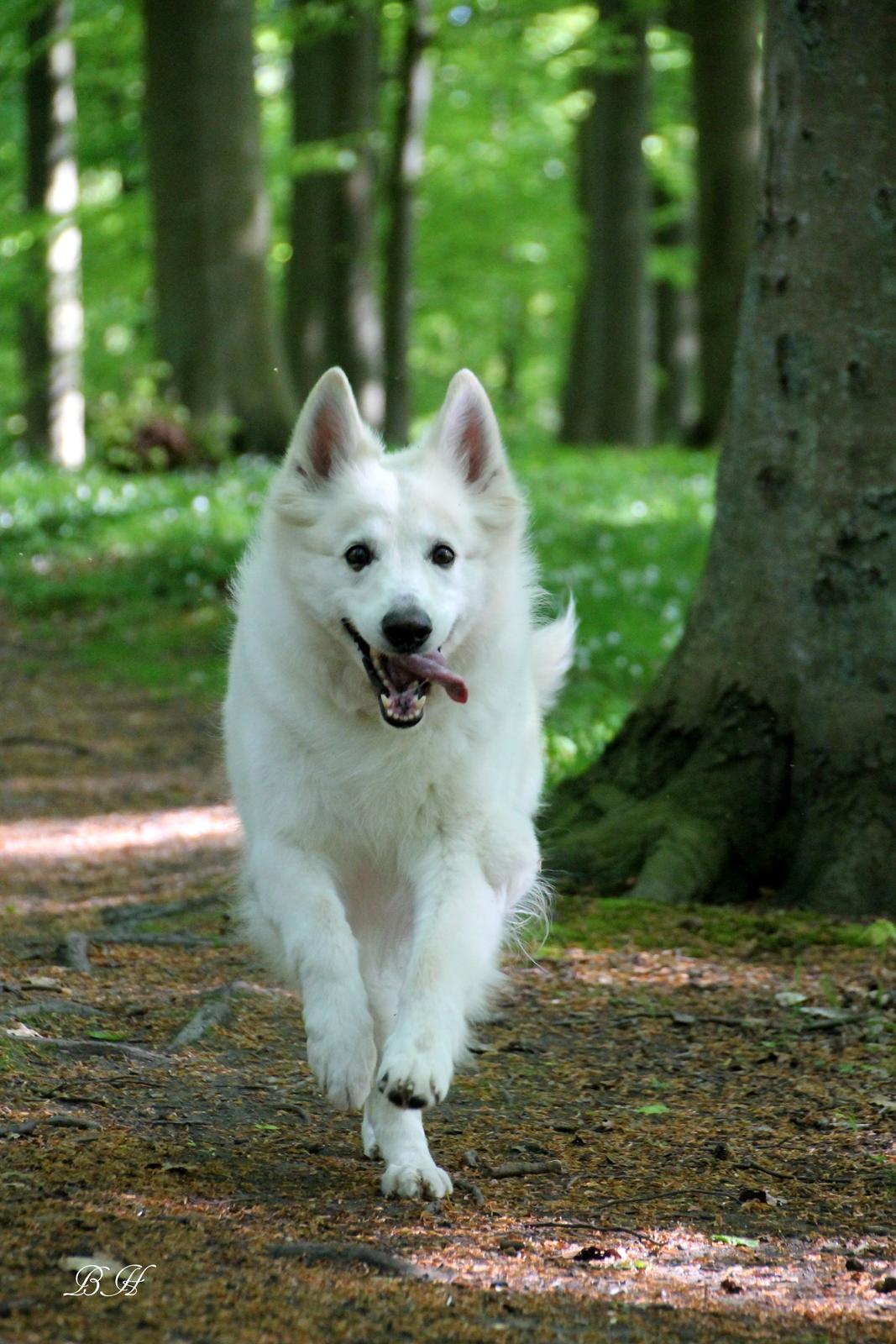 Hvid schæfer Niki billede 30