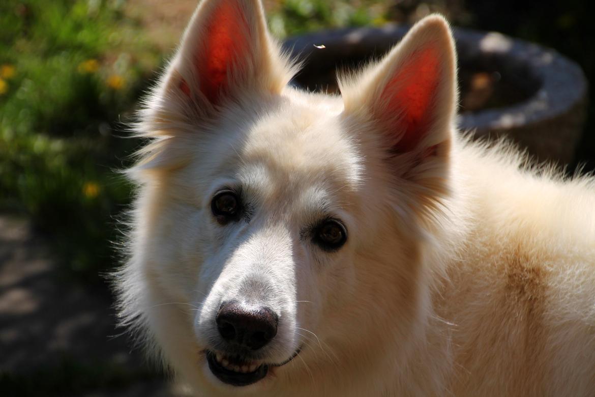 Hvid schæfer Niki billede 24