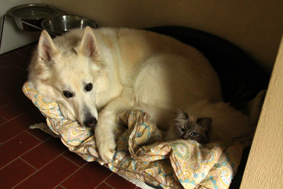 Hvid schæfer Niki billede 25