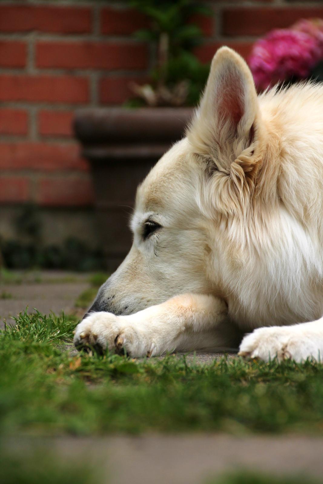 Hvid schæfer Niki billede 28