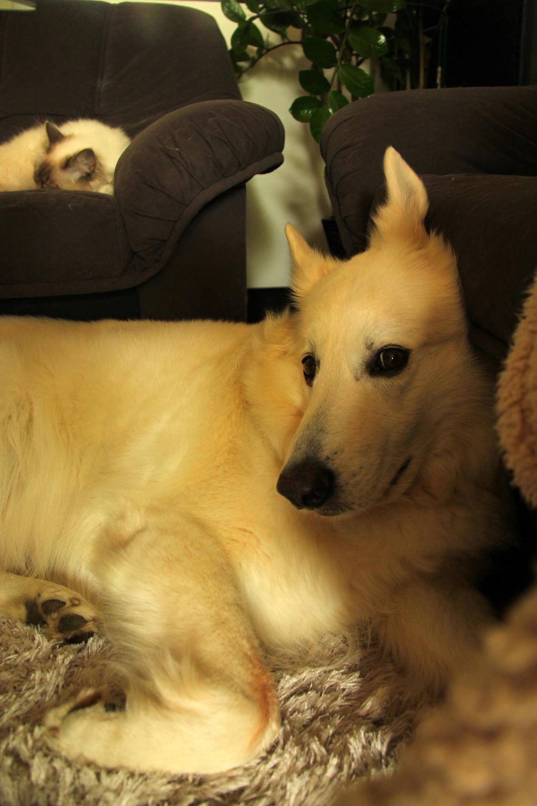 Hvid schæfer Niki billede 46