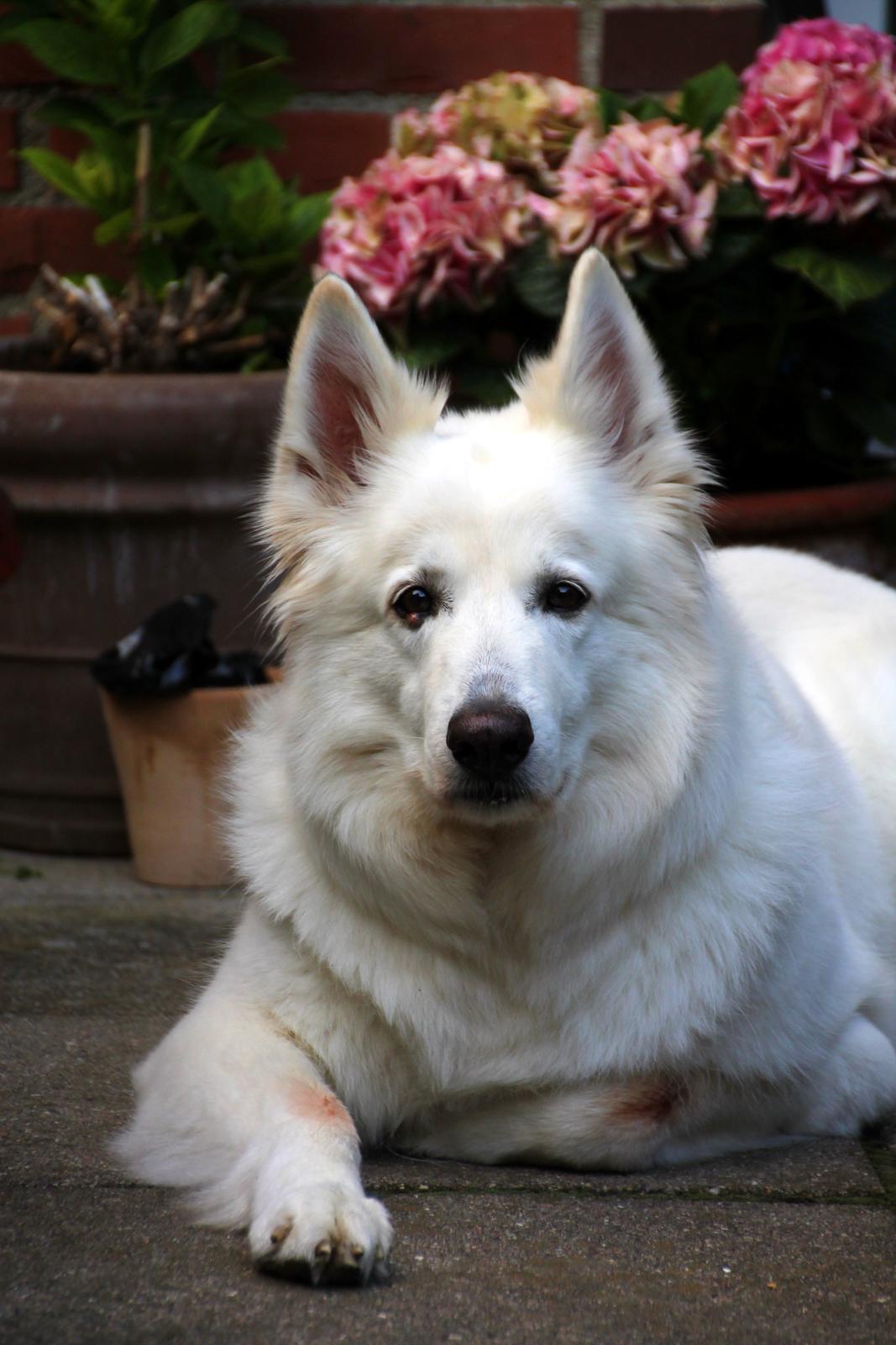 Hvid schæfer Niki billede 33