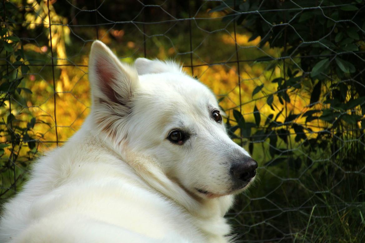 Hvid schæfer Niki billede 32