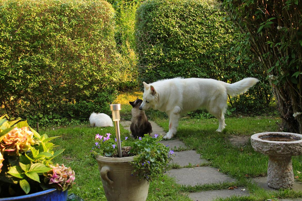 Hvid schæfer Niki billede 48