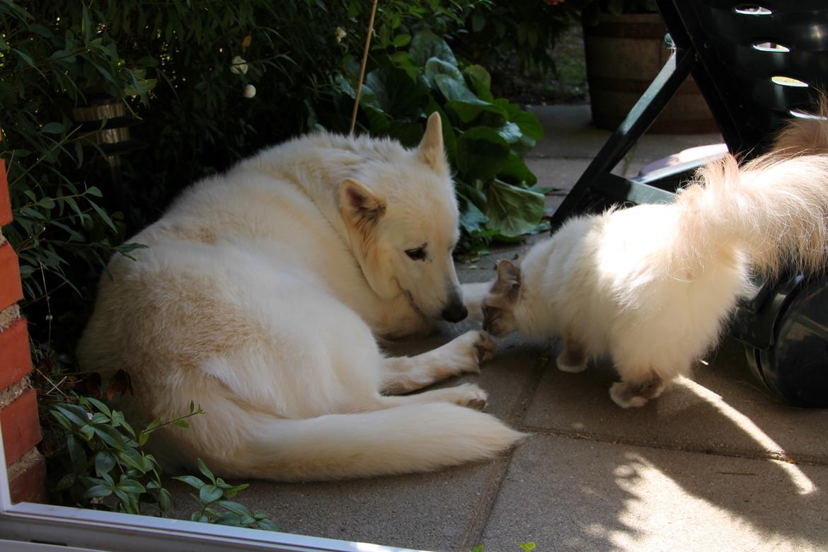 Hvid schæfer Niki billede 31