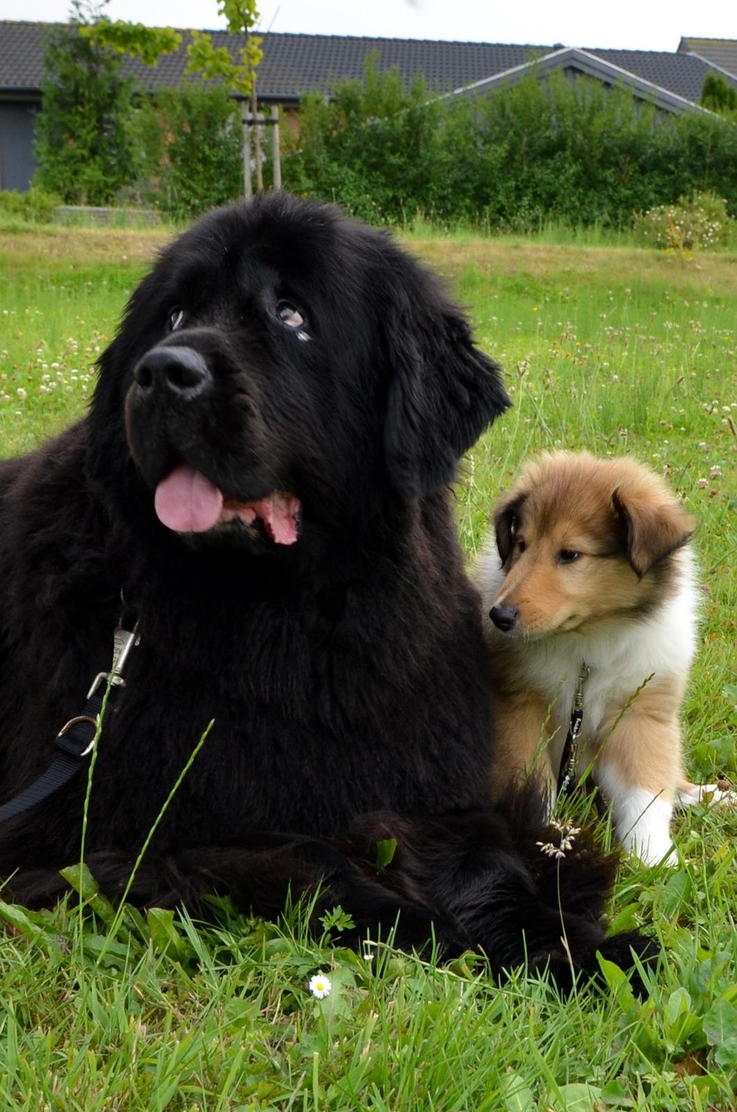 Collie langhåret Ebony Moor´s Charismatic Cato - Cato & Storebror Noa d. 27.07.2013 billede 40