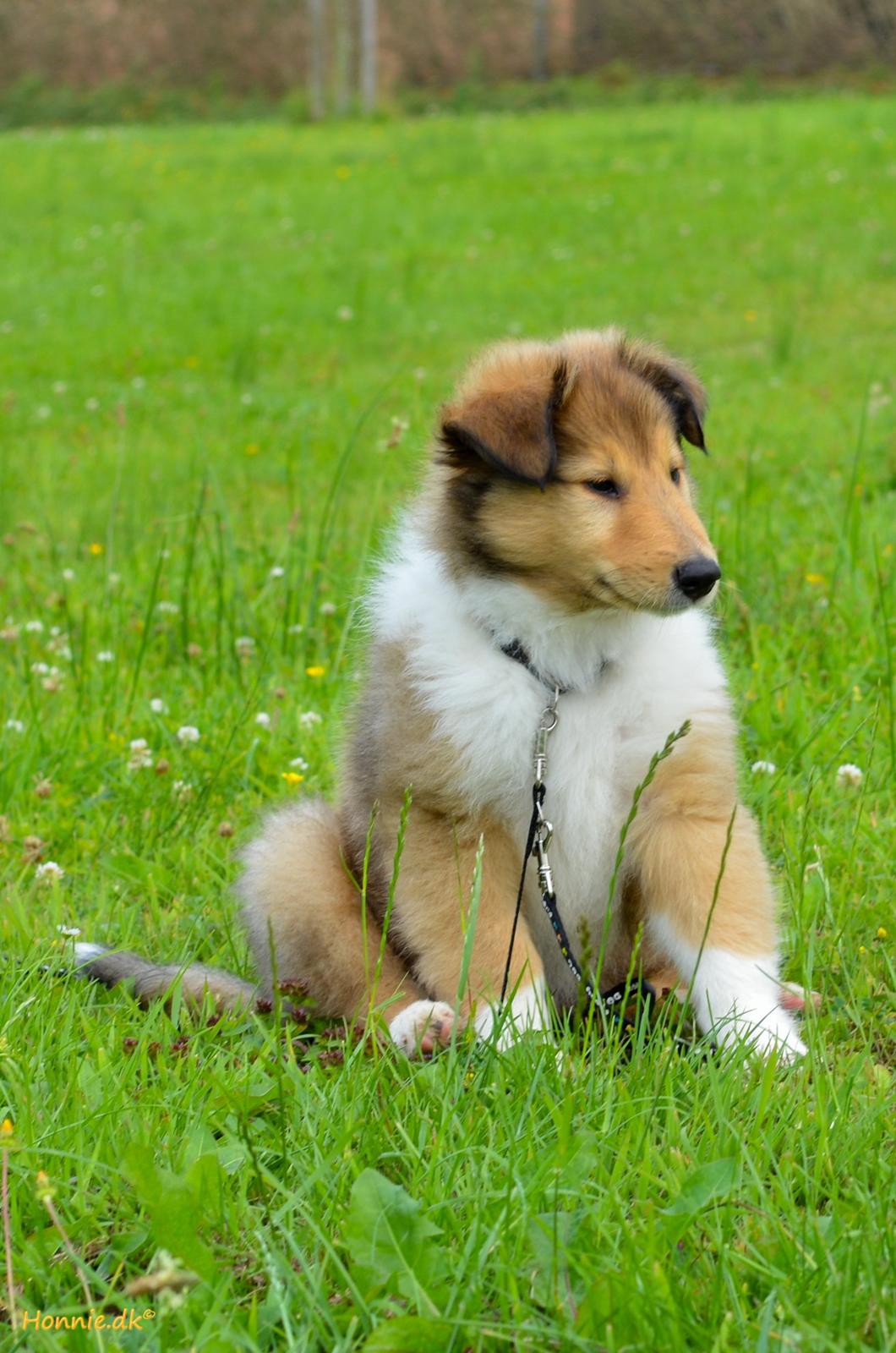 Collie langhåret Ebony Moor´s Charismatic Cato - Ebony Moor´s Charismatic Cato 8 uger gammel billede 39