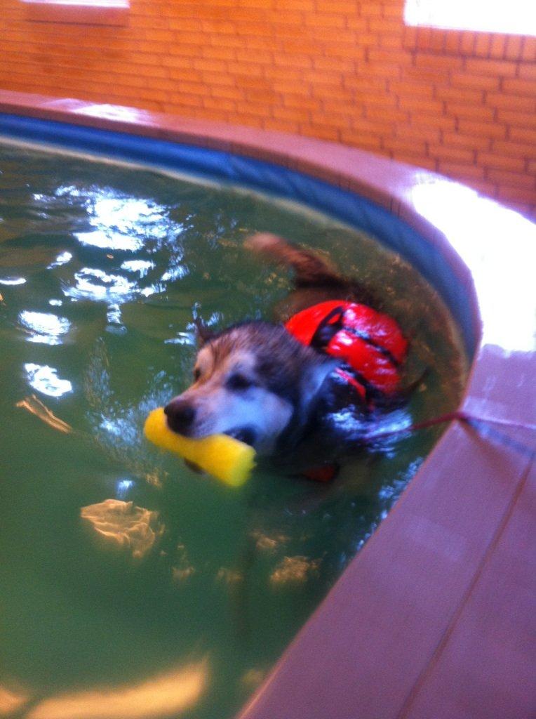 Alaskan malamute Ricky - Ricky prøver kræfterne af 1. gang i hundepoolen hos Midtjysk hundecenter billede 27