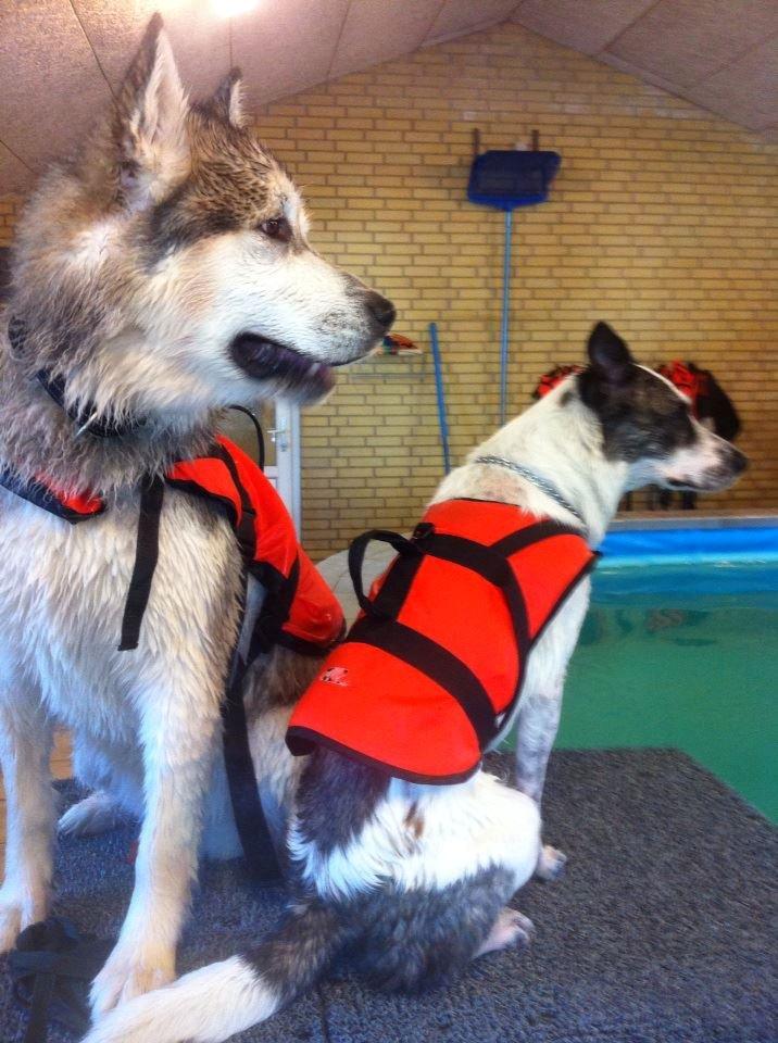 Alaskan malamute Ricky - Ricky og Acilla hos Midtjysk hundecenter 1.gang billede 28