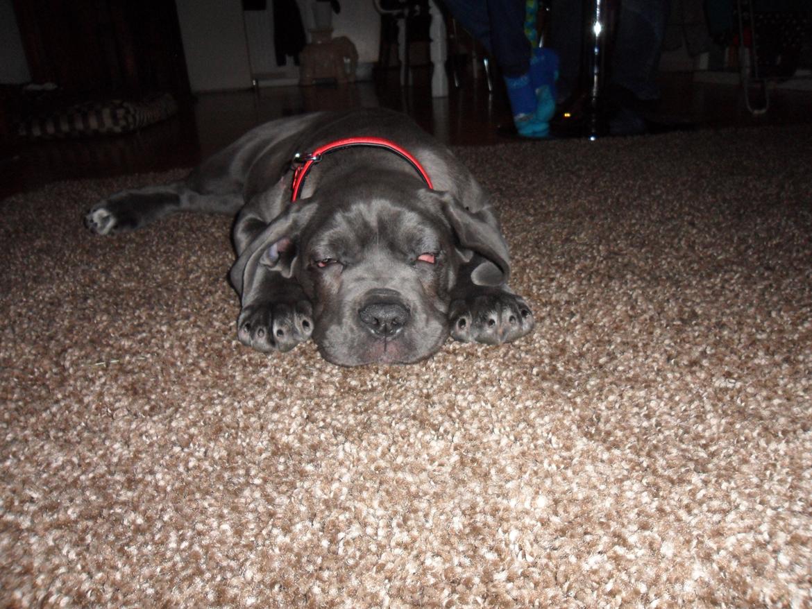 Cane corso Silke - Silke 12 uger gammel. billede 1