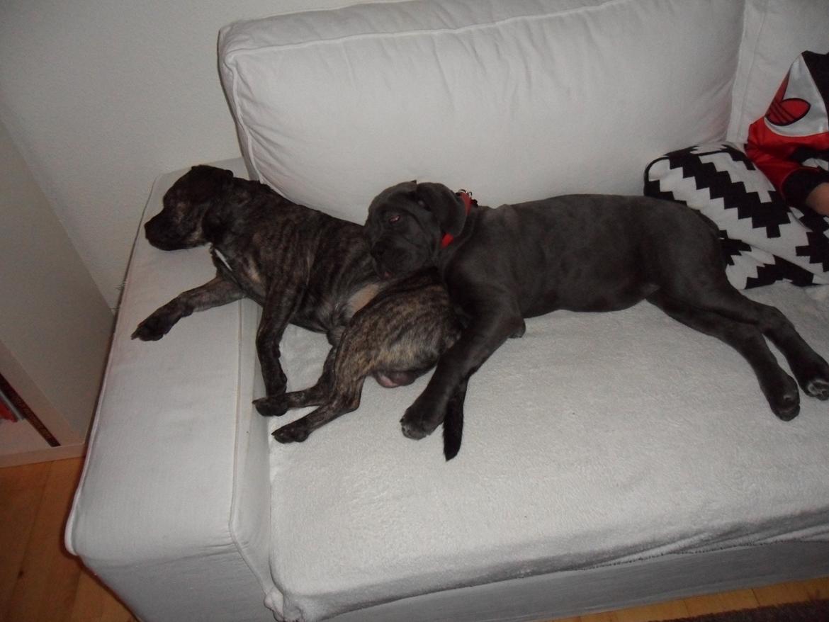 Cane corso Silke - Silke sover med sin "bror" billede 2