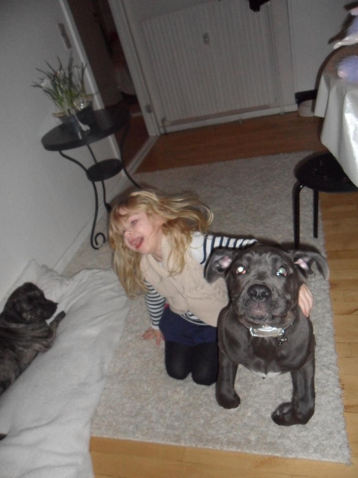 Cane corso Silke - Jeg vil ikke sidde stille:-) billede 3