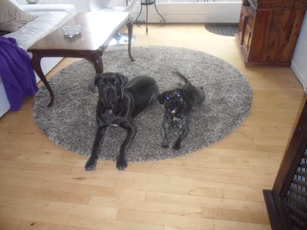 Cane corso Silke - Silke 7 måneder gammel, med sin "bror" billede 4