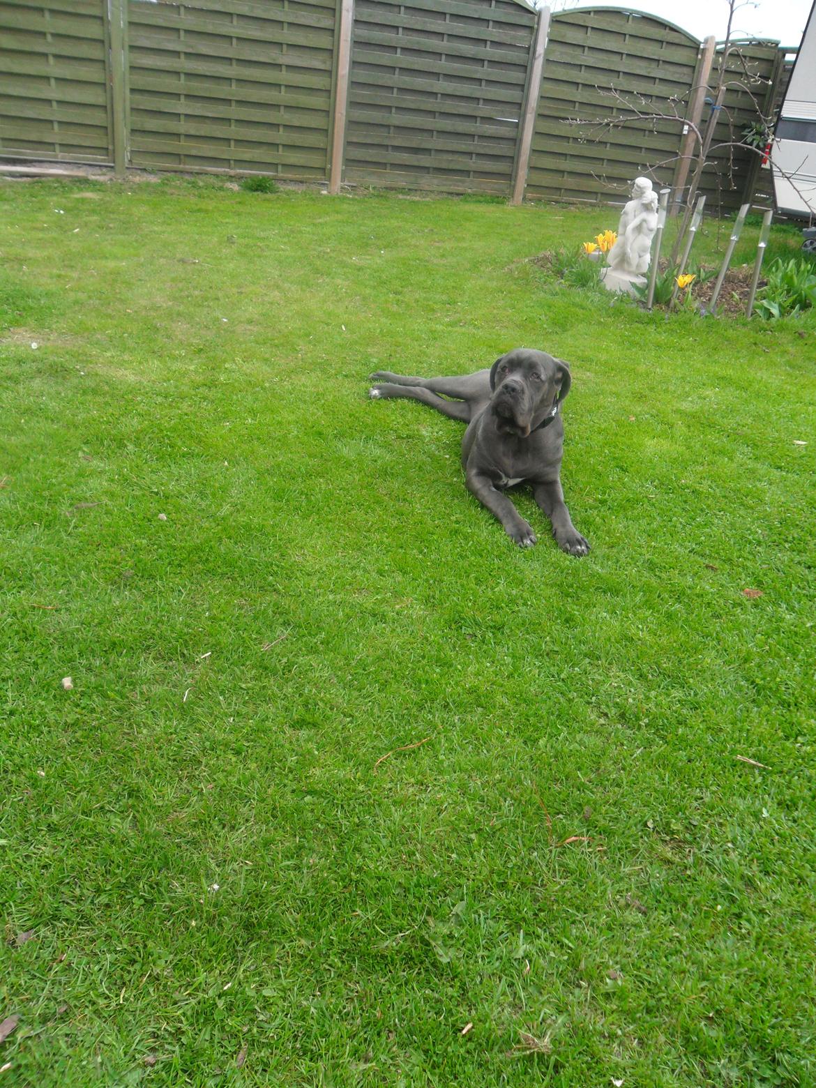 Cane corso Silke - Silke 9 måneder gammel. billede 5