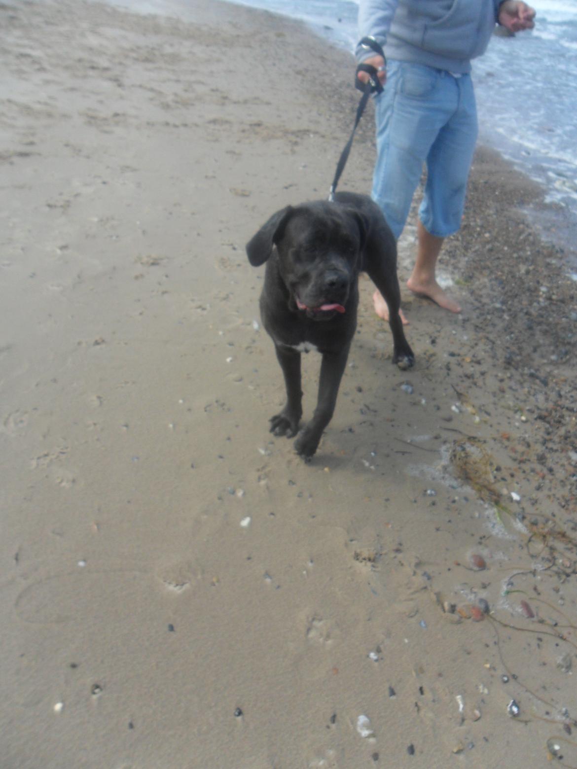 Cane corso Silke - Jeg elsker at være på stranden. billede 6