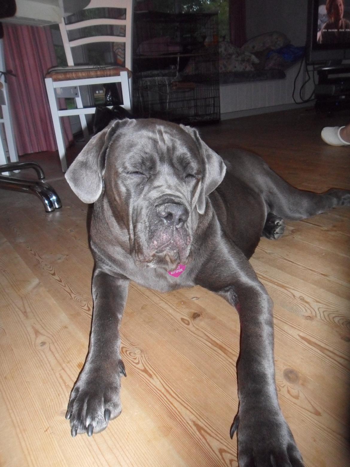 Cane corso Silke - Jeg er træt efter en lang tur på stranden. billede 7