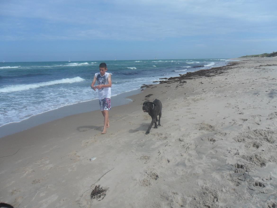 Cane corso Silke - Silke på stranden. billede 8