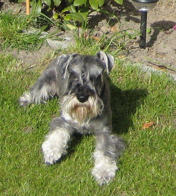 Dvaergschnauzer Luffe - Klondaikes Ohio + R.I.P - Luffe-drengen billede 1