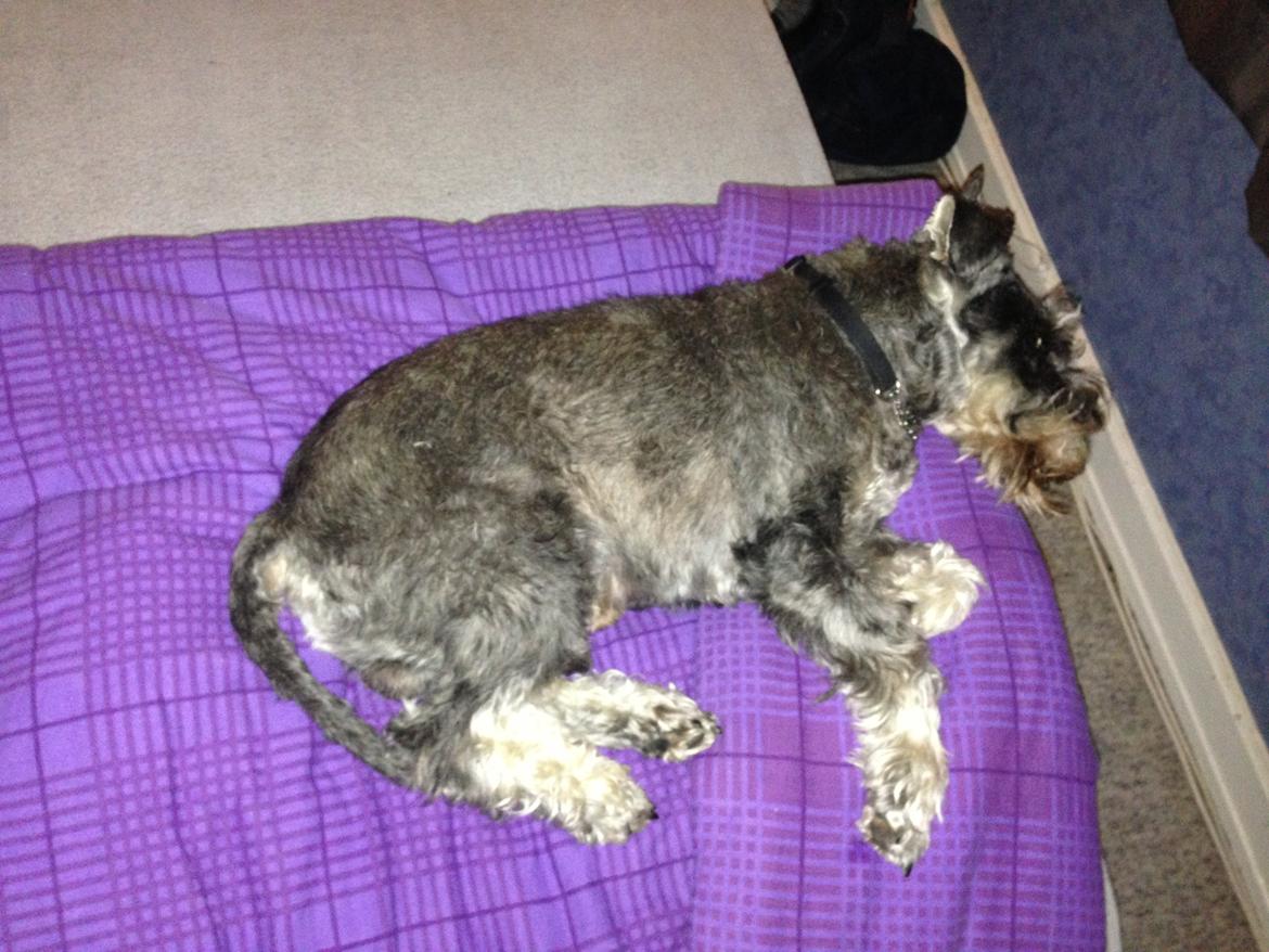 Dvaergschnauzer Luffe - Klondaikes Ohio + R.I.P - Dette er bare livet... billede 2