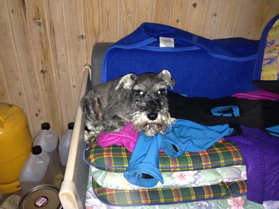 Dvaergschnauzer Luffe - Klondaikes Ohio + R.I.P - Ihhh er i ikke snart færdige med alt det byggeri så man kan få sin middagslur...? billede 3