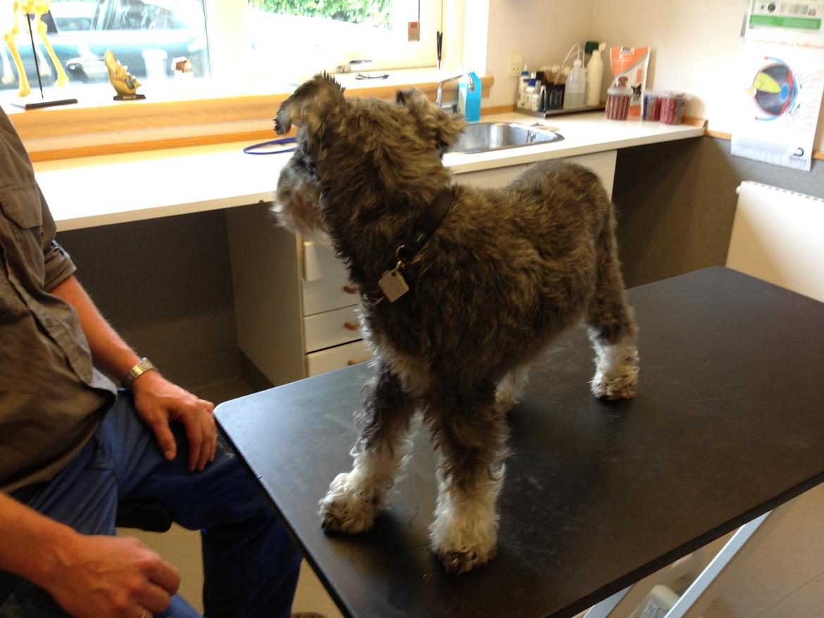 Dvaergschnauzer Luffe - Klondaikes Ohio + R.I.P - Sidste billede... :-( billede 4