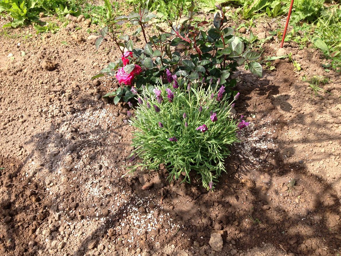 Dvaergschnauzer Luffe - Klondaikes Ohio + R.I.P - Her hviler verdens bedste hund...Blomsterne har børnene valgt... billede 5