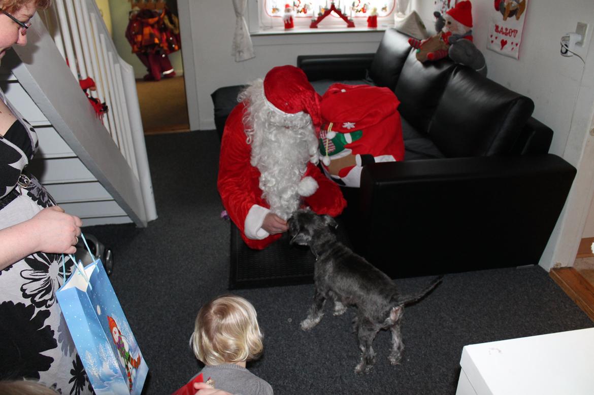 Dvaergschnauzer Luffe - Klondaikes Ohio + R.I.P - Julemanden havde sørme også noget med til Luffe billede 6