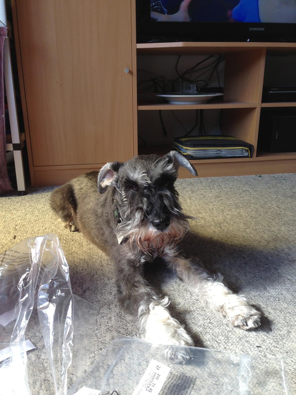 Dvaergschnauzer Luffe - Klondaikes Ohio + R.I.P billede 8