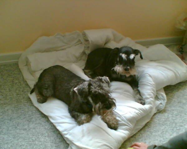 Dvaergschnauzer Luffe - Klondaikes Ohio + R.I.P - Luffe og mine forældres hund kort efter han var flyttet ind her... billede 9