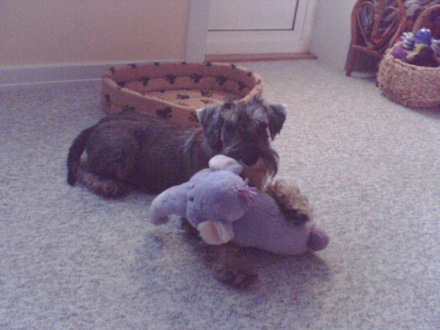 Dvaergschnauzer Luffe - Klondaikes Ohio + R.I.P - Lige flyttet ind... billede 10