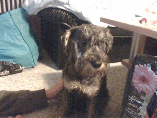 Dvaergschnauzer Luffe - Klondaikes Ohio + R.I.P billede 11