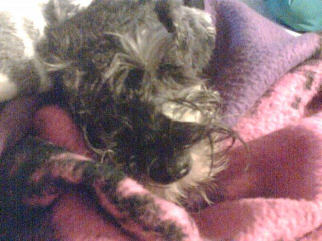 Dvaergschnauzer Luffe - Klondaikes Ohio + R.I.P billede 12