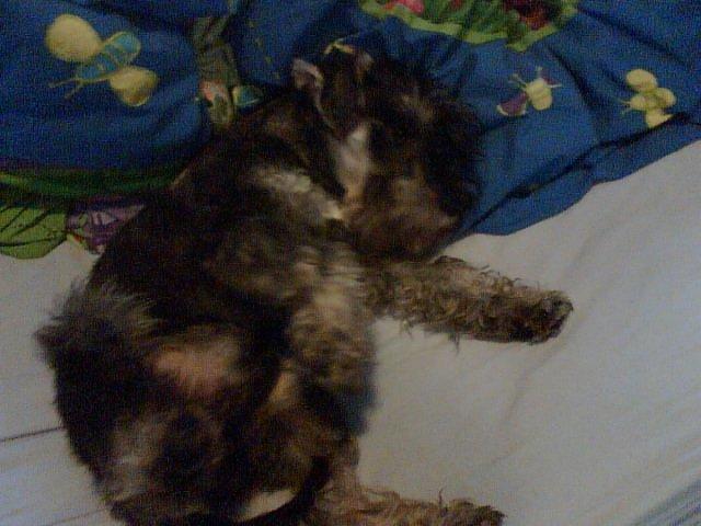 Dvaergschnauzer Luffe - Klondaikes Ohio + R.I.P billede 13