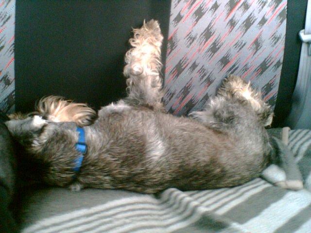 Dvaergschnauzer Luffe - Klondaikes Ohio + R.I.P billede 14