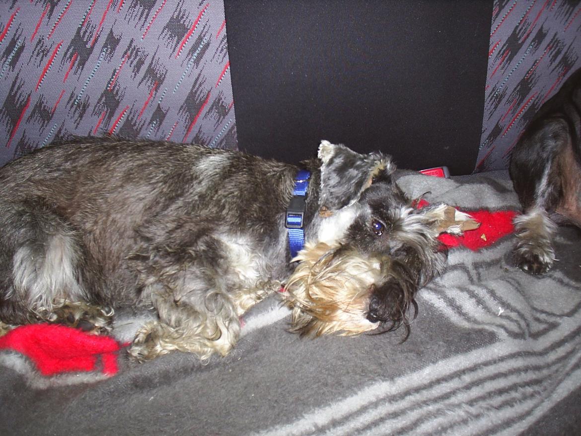 Dvaergschnauzer Luffe - Klondaikes Ohio + R.I.P billede 16