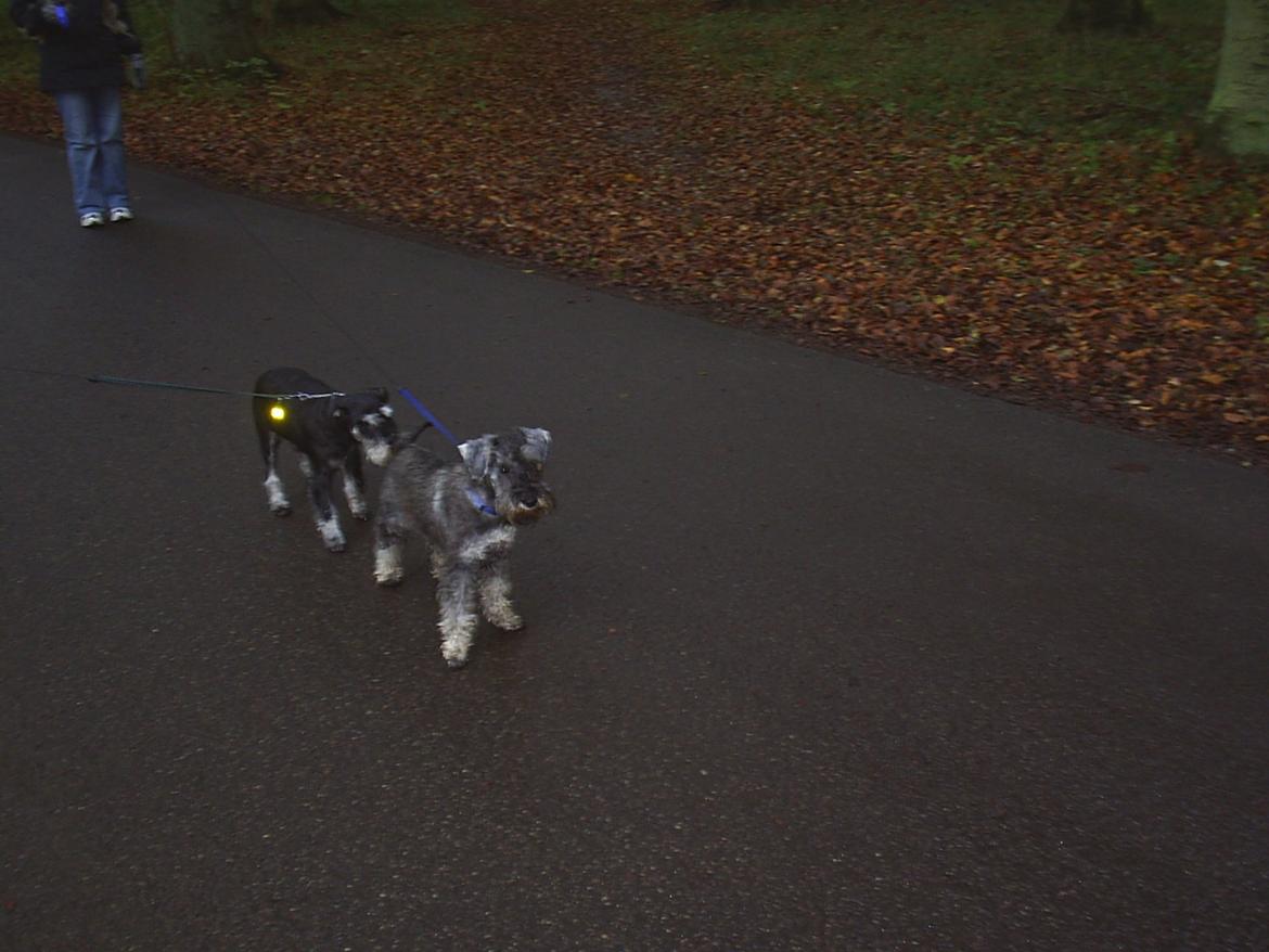 Dvaergschnauzer Luffe - Klondaikes Ohio + R.I.P billede 17