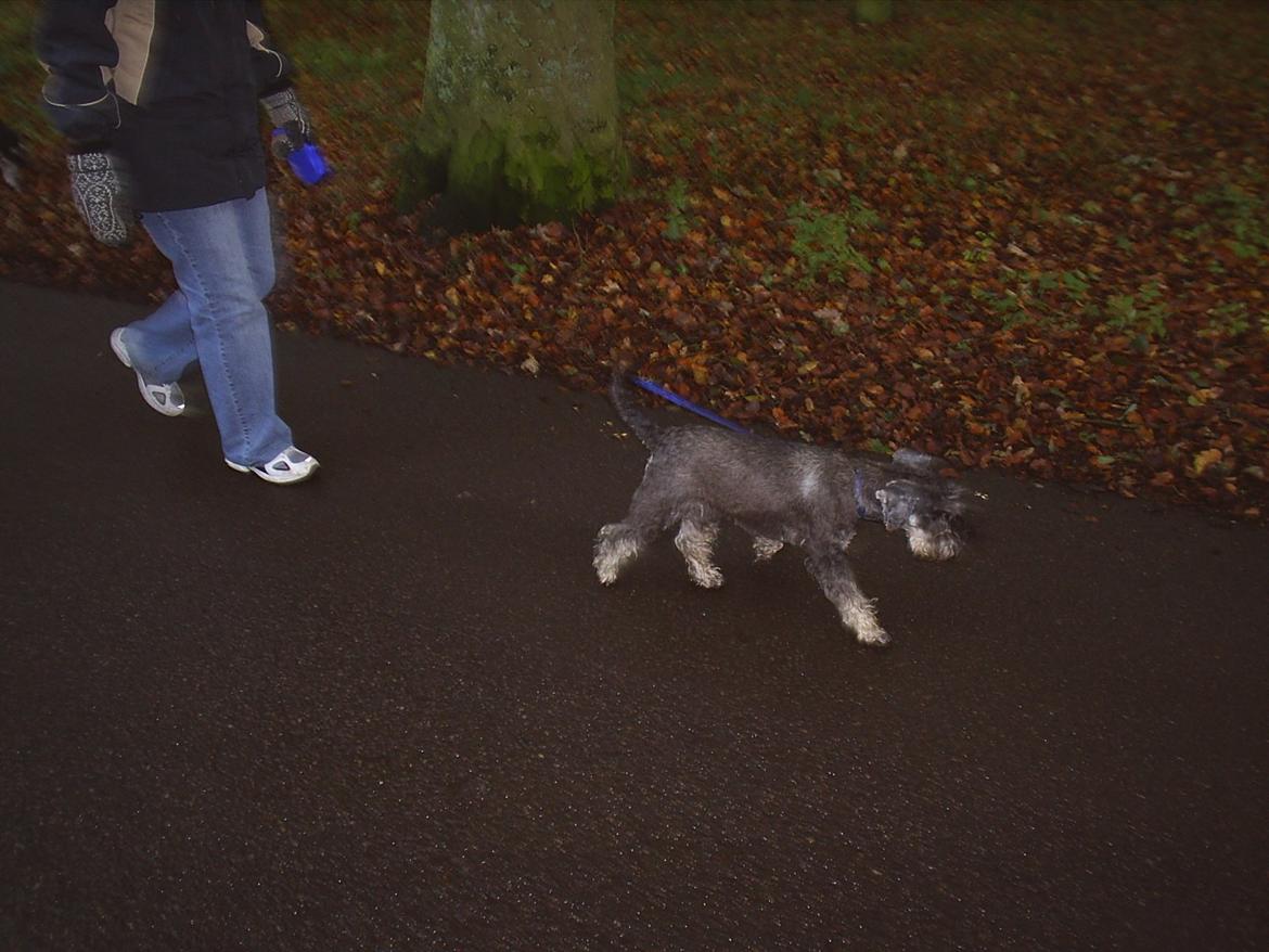 Dvaergschnauzer Luffe - Klondaikes Ohio + R.I.P billede 18