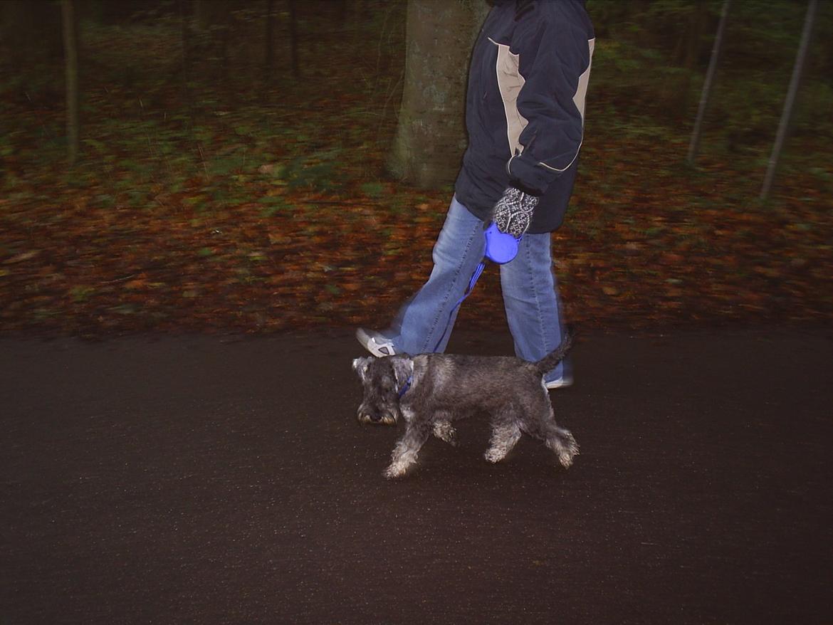 Dvaergschnauzer Luffe - Klondaikes Ohio + R.I.P billede 19