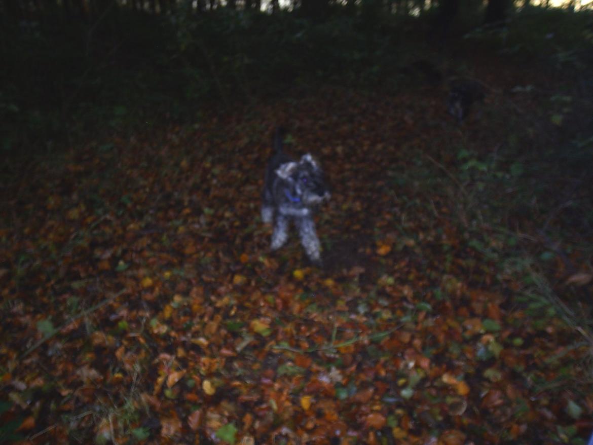 Dvaergschnauzer Luffe - Klondaikes Ohio + R.I.P billede 20