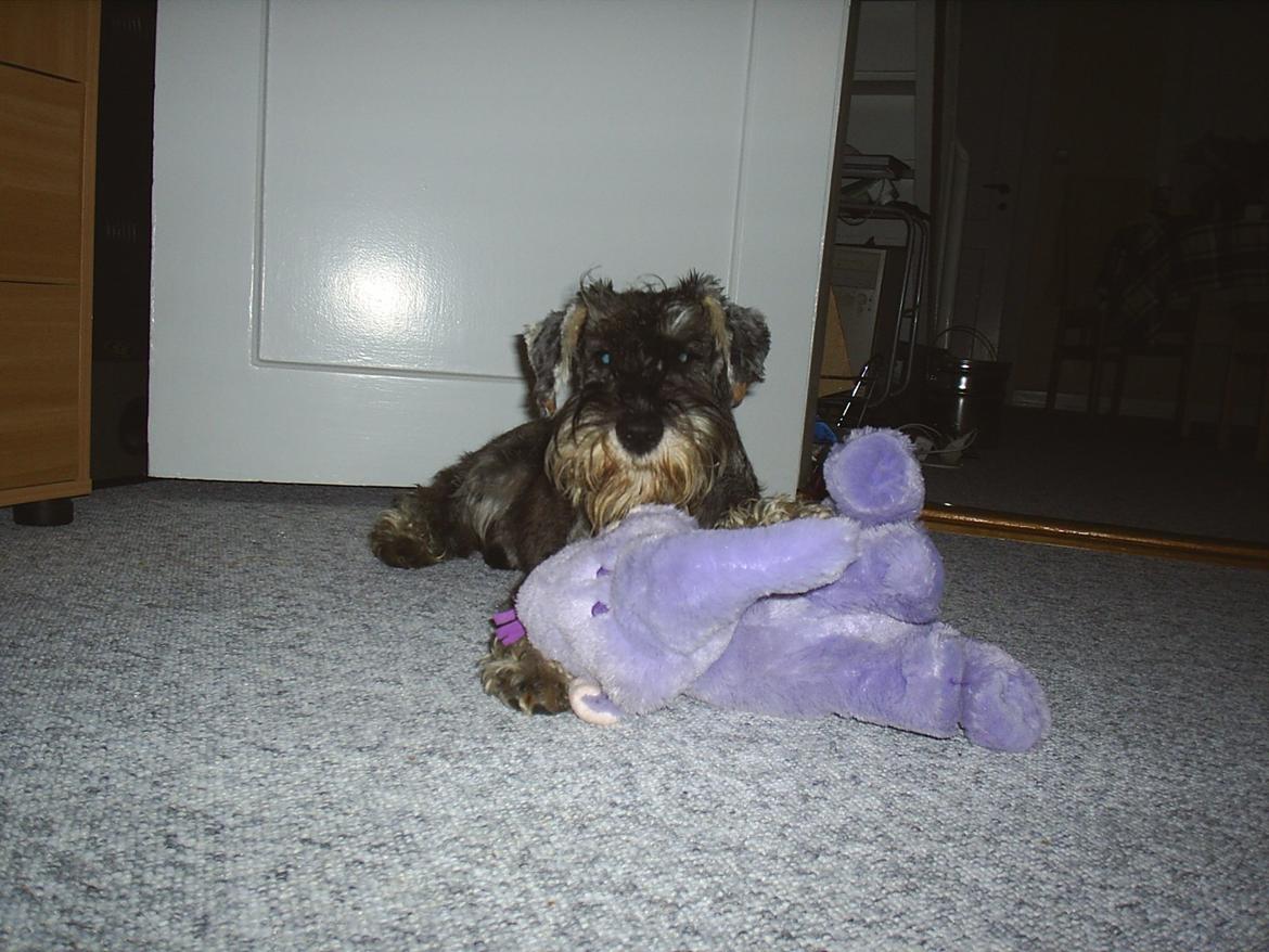 Dvaergschnauzer Luffe - Klondaikes Ohio + R.I.P - ha ha...nu er den altså bare min... billede 21