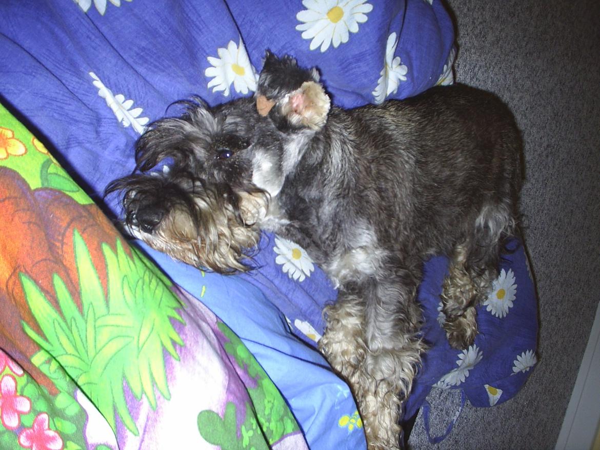 Dvaergschnauzer Luffe - Klondaikes Ohio + R.I.P billede 22