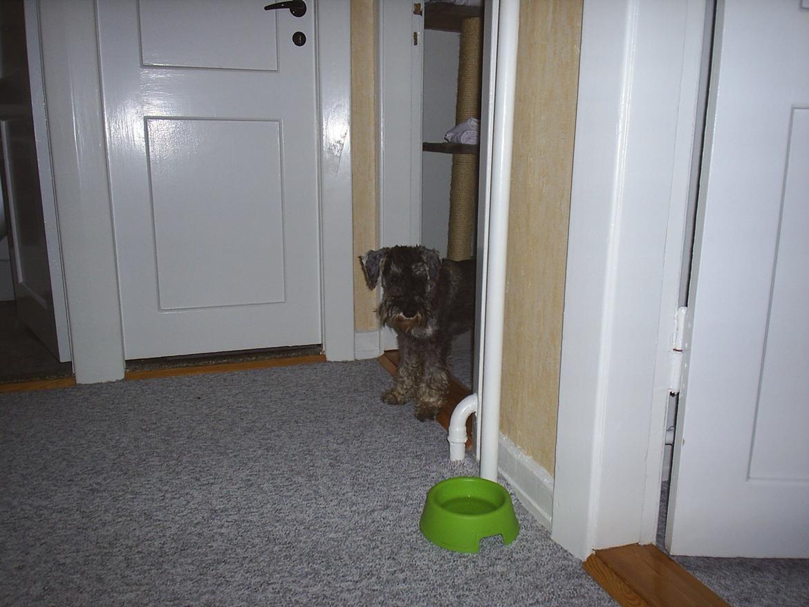 Dvaergschnauzer Luffe - Klondaikes Ohio + R.I.P - Ude på rundtur i huset... billede 23