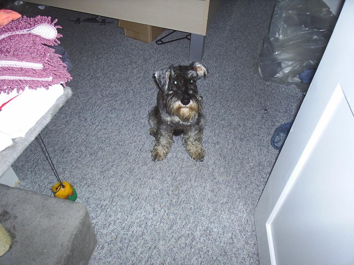 Dvaergschnauzer Luffe - Klondaikes Ohio + R.I.P billede 24