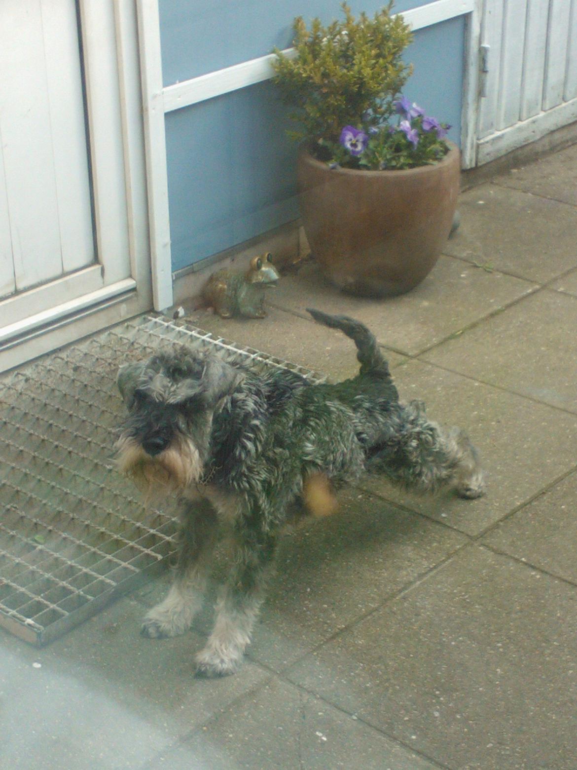 Dvaergschnauzer Luffe - Klondaikes Ohio + R.I.P - Ihh kom nu jeg er klar til at gå NU...!!! billede 25